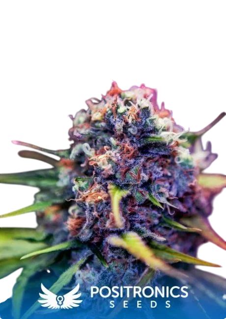 Black Widow CBD – Produktansicht