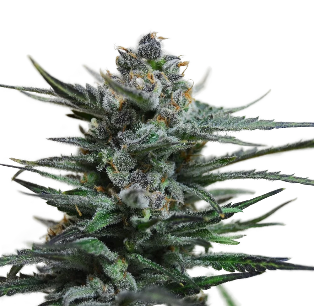 Blue Acid Auto – Produktansicht