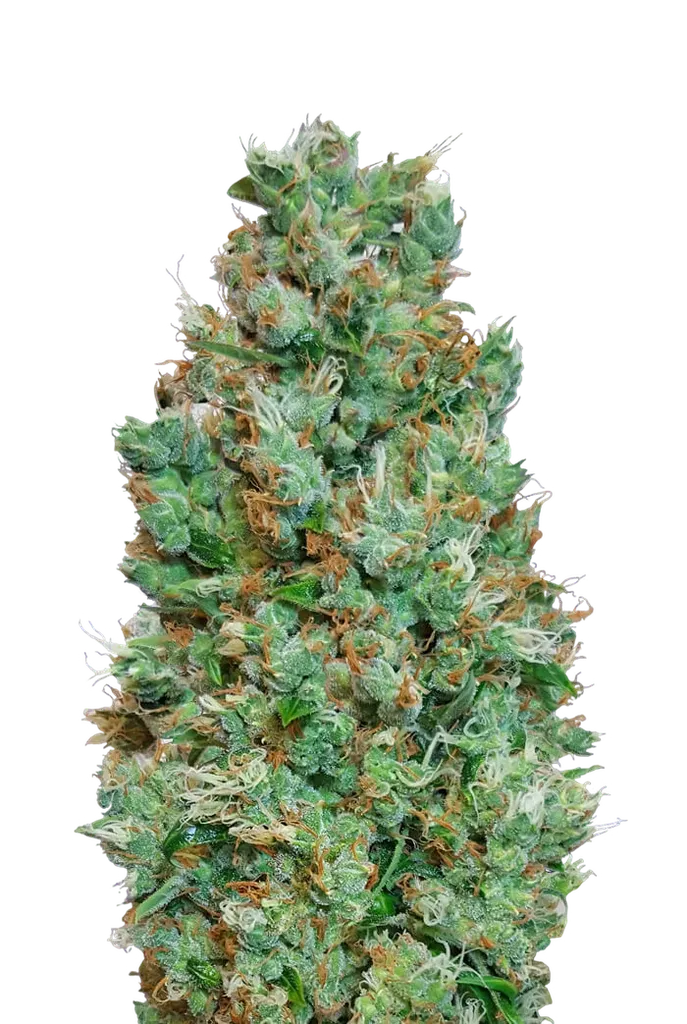 Blueberry Auto | AUTOFEM | 00 Seeds