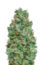Blueberry Auto | AUTOFEM | 00 Seeds