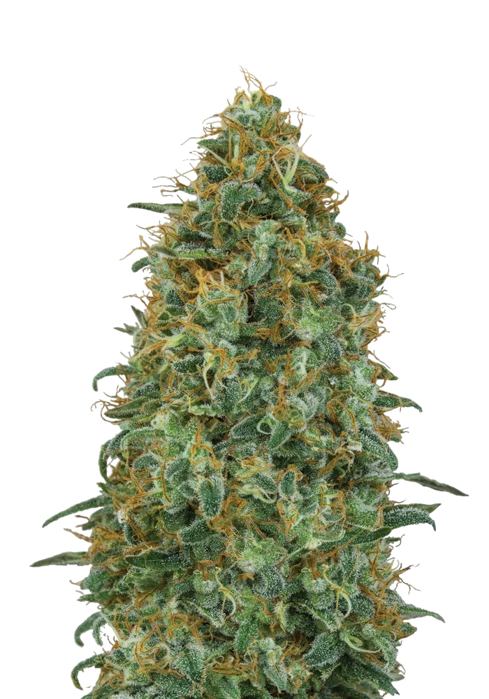Blueberry – Produktansicht