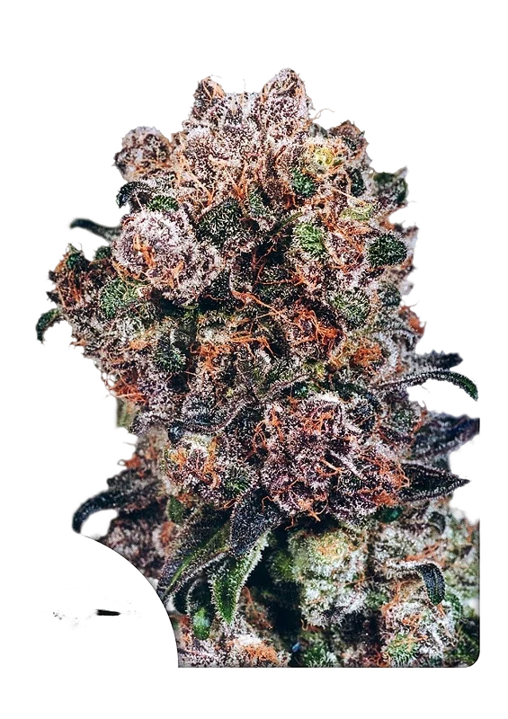 Blueberry – Produktansicht