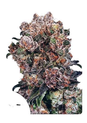 Blueberry