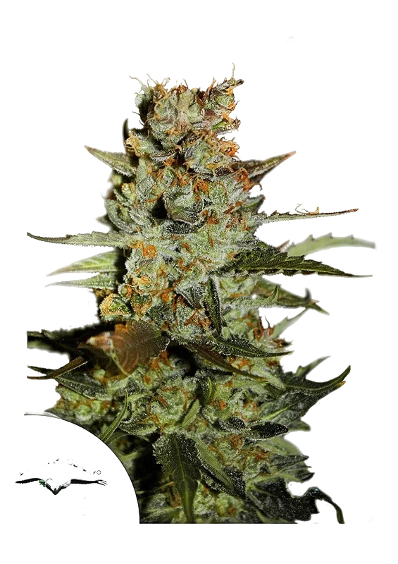 Blueberry Auto – Produktansicht