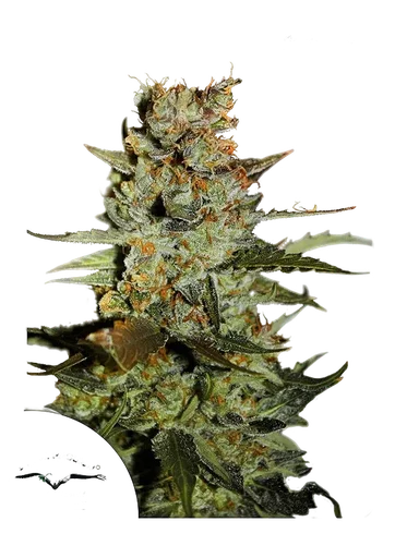 Blueberry Auto