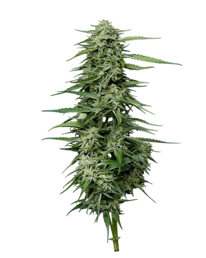 Blueberry Honey