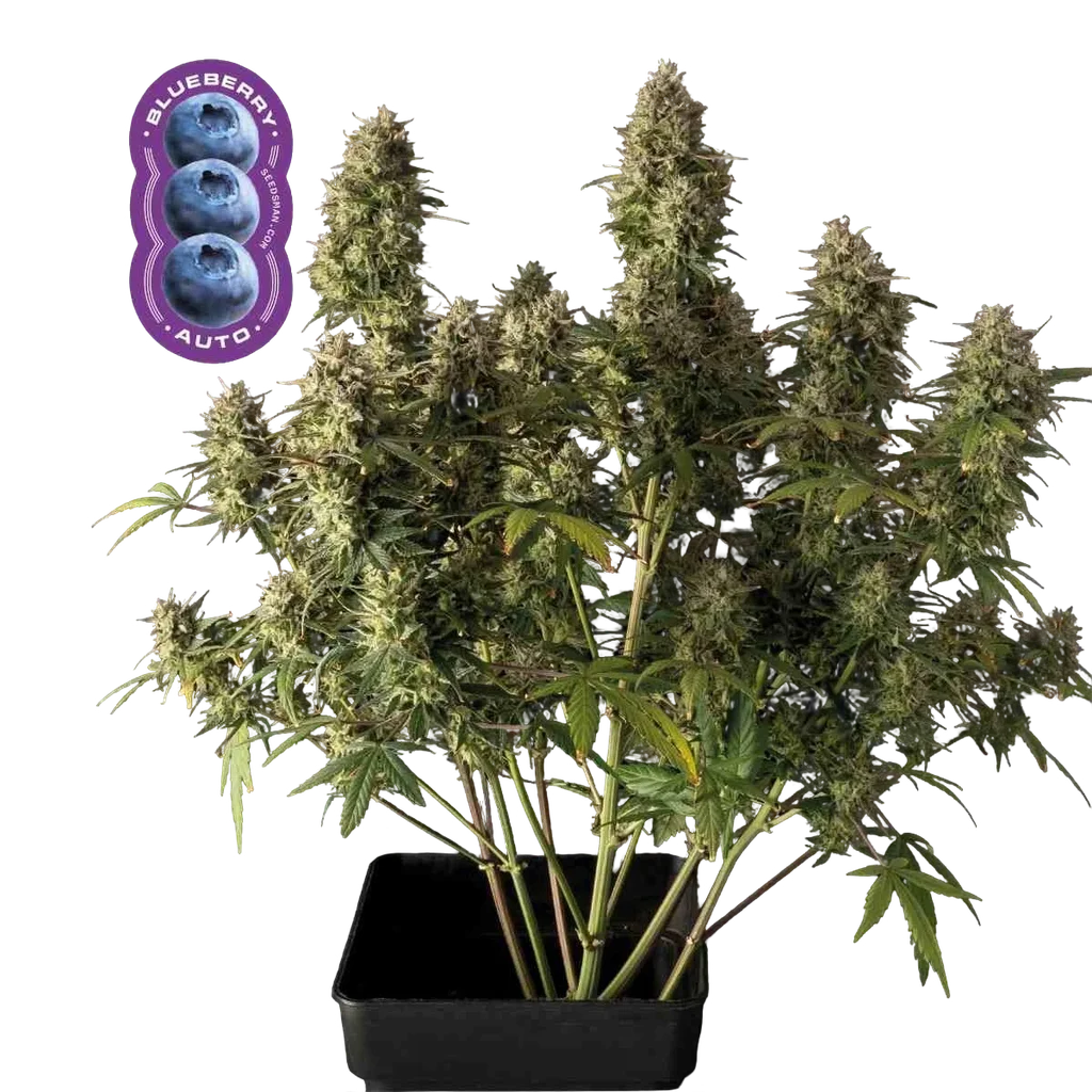 Blueberry Auto – Produktansicht