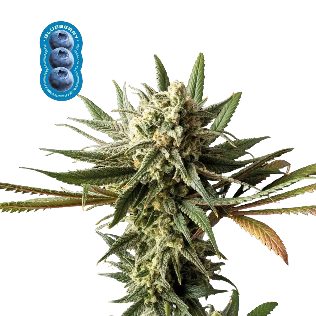 Blueberry – Produktansicht