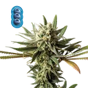 Blueberry | PHOTOFEM | Seedsman