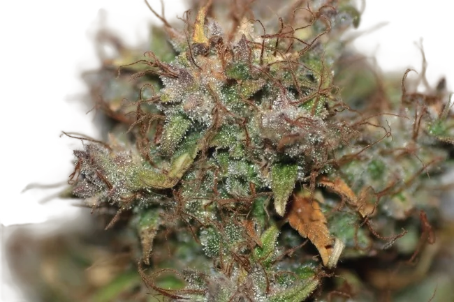 Blueberry Auto – Produktansicht