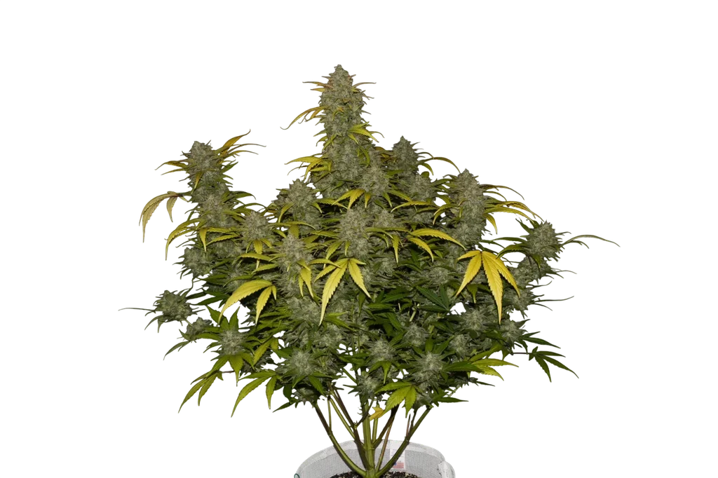 Gelato Auto – Produktansicht
