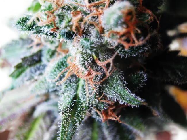 Blueberry – Produktansicht