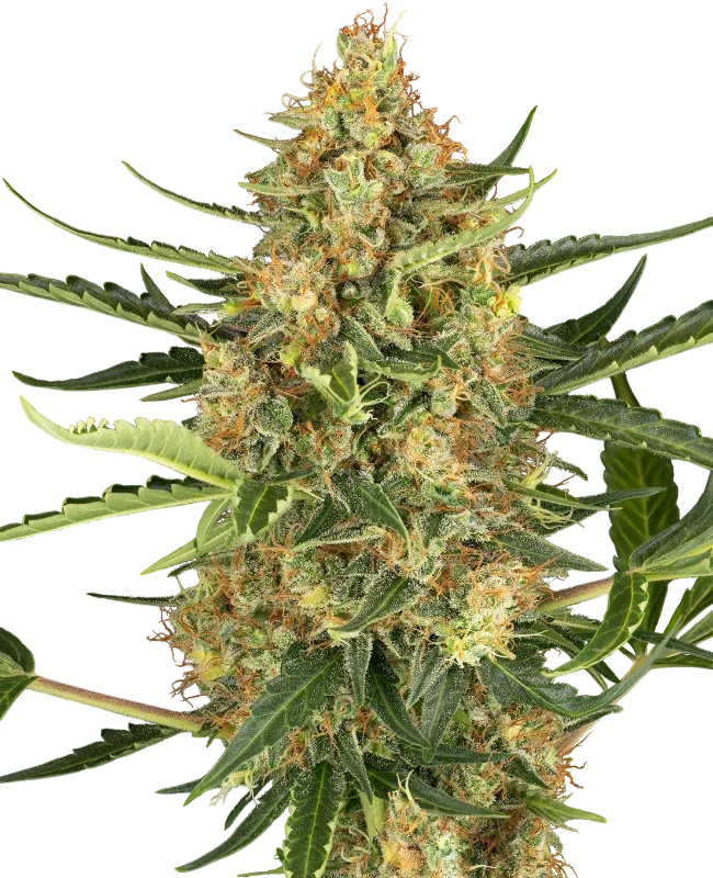 Blueberry Bubblegum Auto – Produktansicht