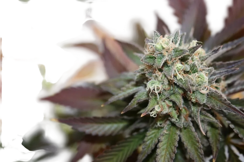 Blueberry Cookies Auto – Produktansicht