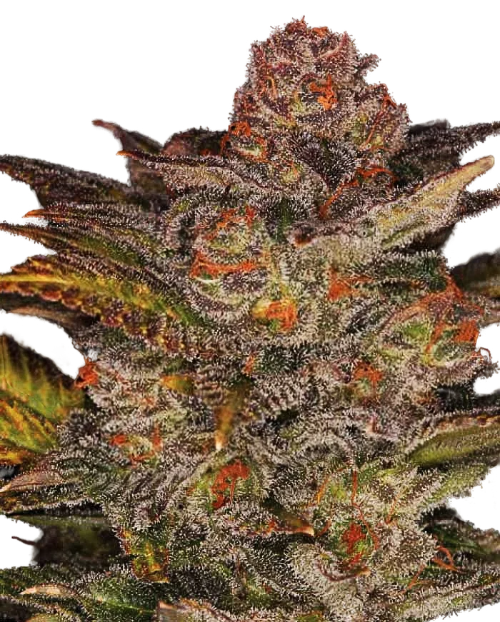 Blueberry Glue Auto – Produktansicht