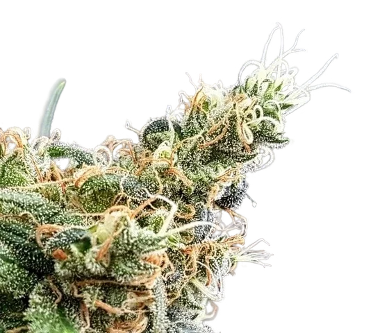 Blueberry Glue – Produktansicht