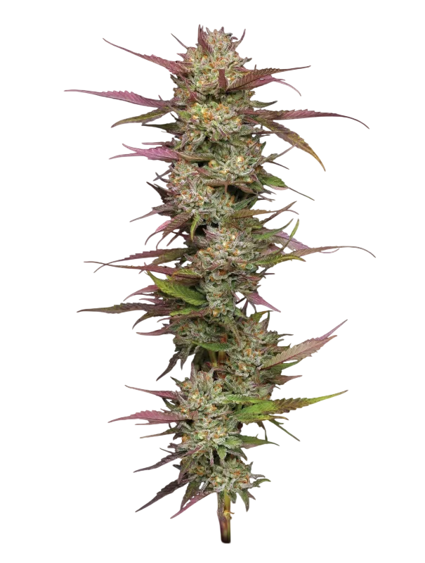 Blueberry Pancakes | PHOTOFEM | Humboldt Seed Co.