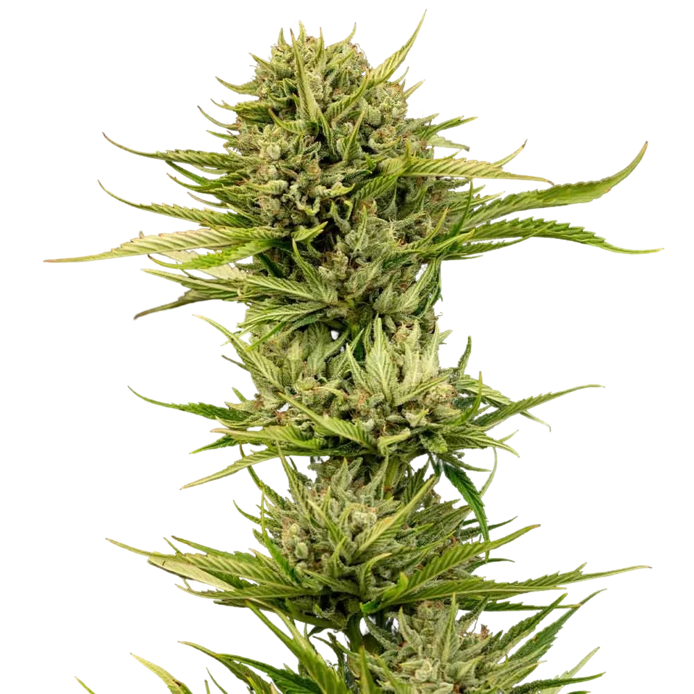 Blueberry Pie F1 Fast – Produktansicht