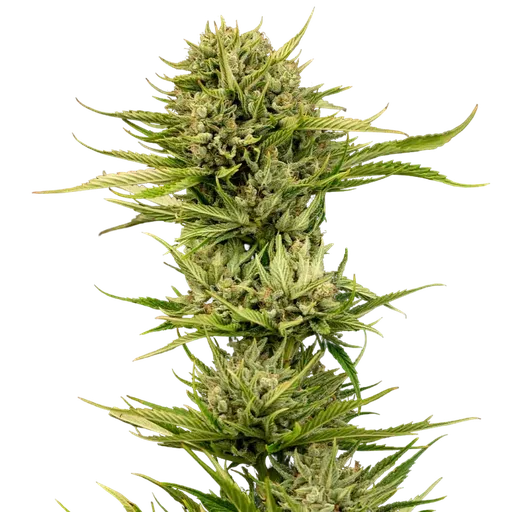 Blueberry Pie F1 Fast