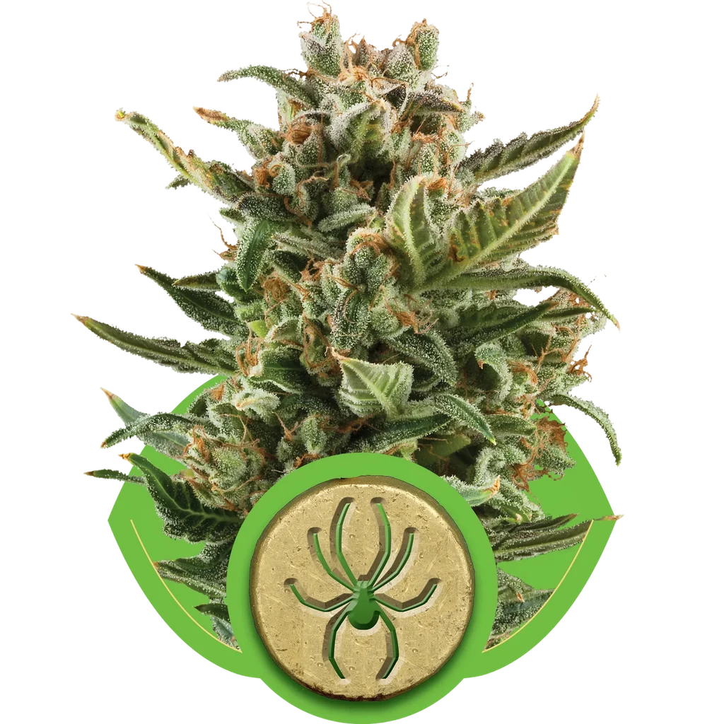 White Widow Auto – Produktansicht