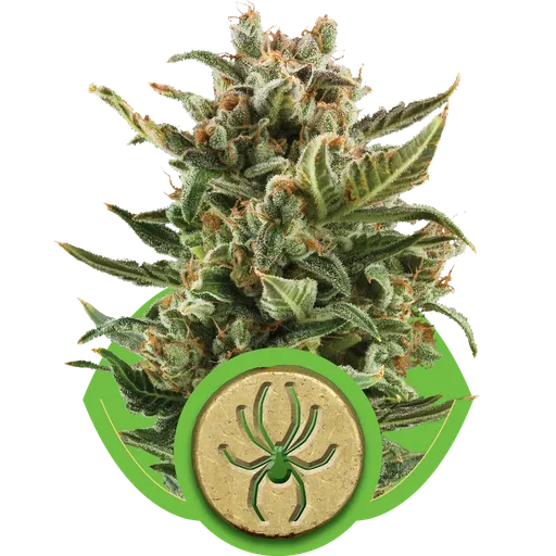 White Widow Auto | AUTOFEM | Royal Queen Seeds