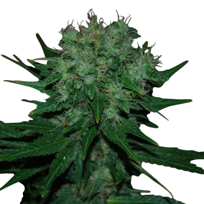 Blue Cheese Auto – Produktansicht