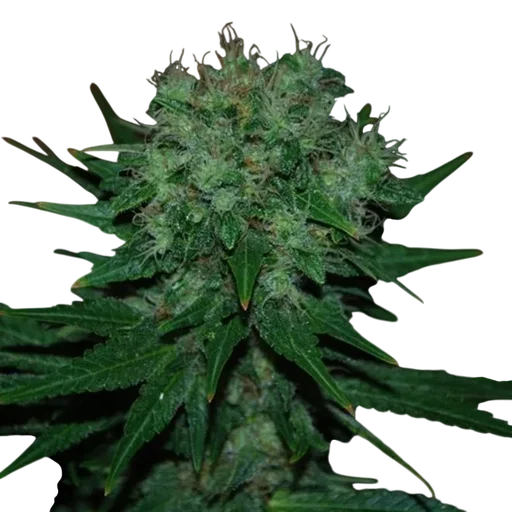 Blue Cheese Auto