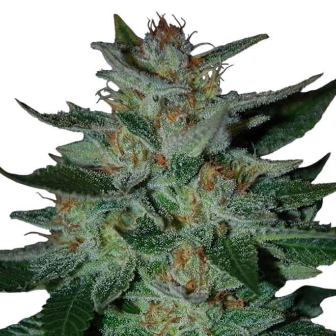 Blue Cheese – Produktansicht