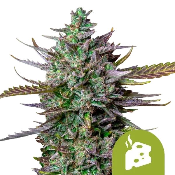 Blue Cheese Auto – Produktansicht