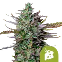 Blue Cheese Auto | AUTOFEM | Royal Queen Seeds