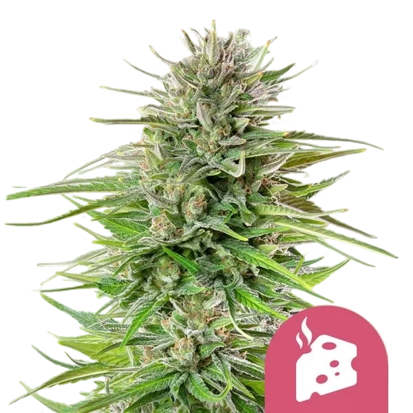 Blue Cheese – Produktansicht