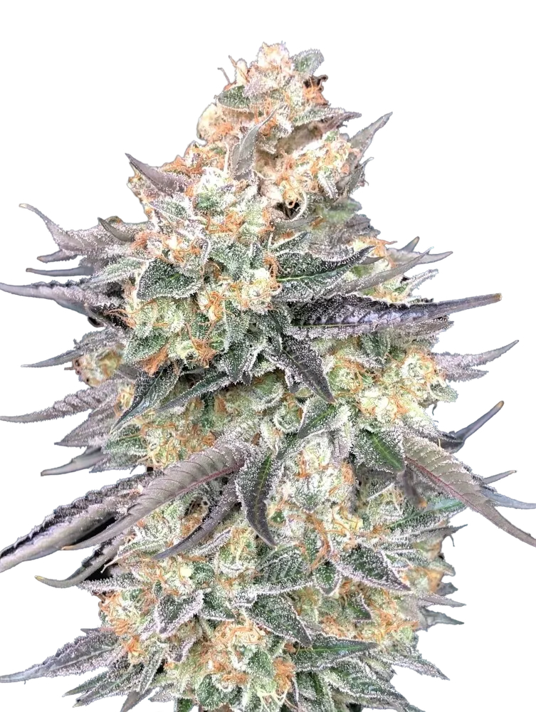 Blue Dream | PHOTOFEM | 00 Seeds