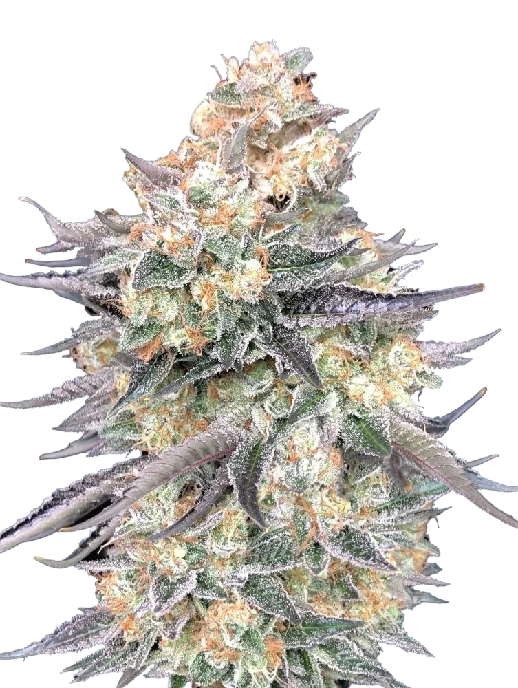 Blue Dream – Produktansicht