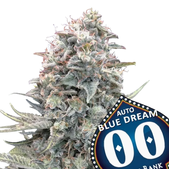 Blue Dream Auto | AUTOFEM | 00 Seeds