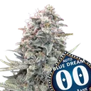 Blue Dream Auto | AUTOFEM | 00 Seeds
