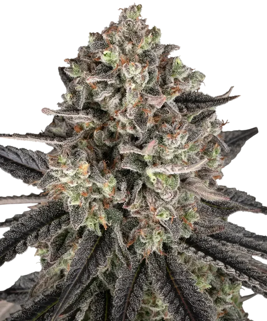 Blue Dream – Produktansicht