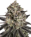 Blue Dream | PHOTOFEM | Barneys Farm
