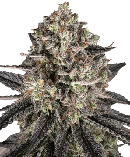 Blue Dream | PHOTOFEM | Barneys Farm