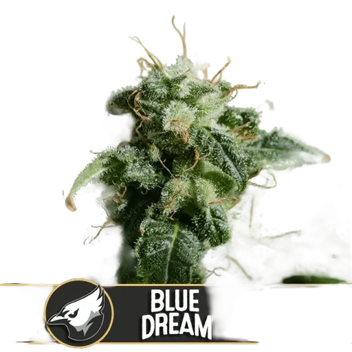 Blue Dream – Produktansicht
