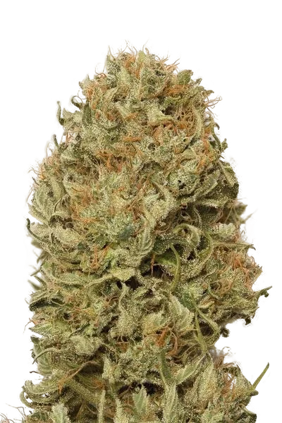 Blue Dream Auto – Produktansicht