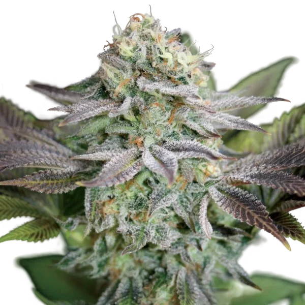 Blue Dream – Produktansicht