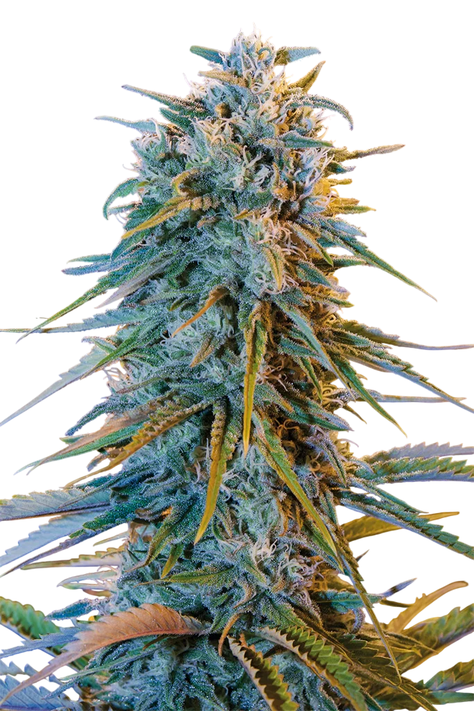 Blue Dream – Produktansicht