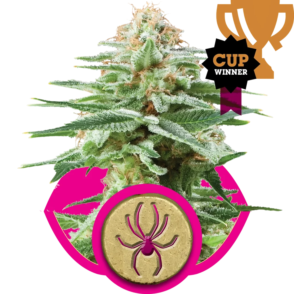 White Widow – Produktansicht