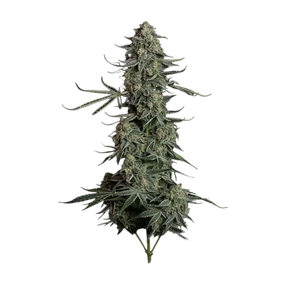 Blue Dream Auto – Produktansicht