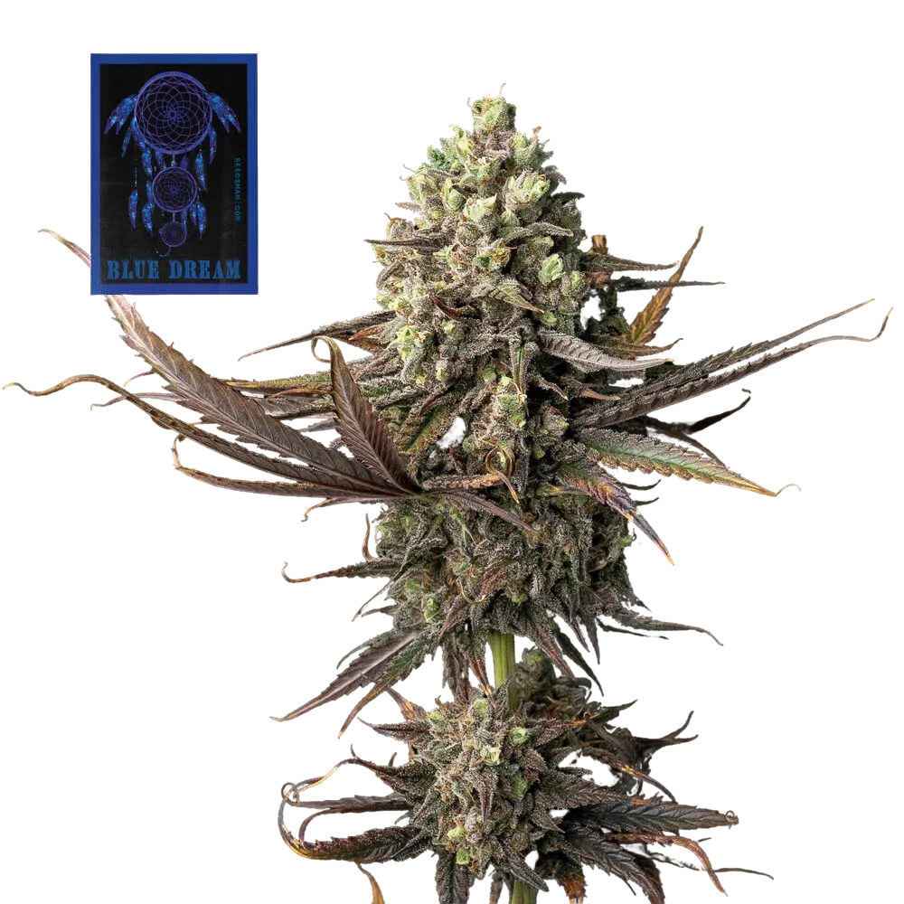 Blue Dream | PHOTOFEM | Seedsman