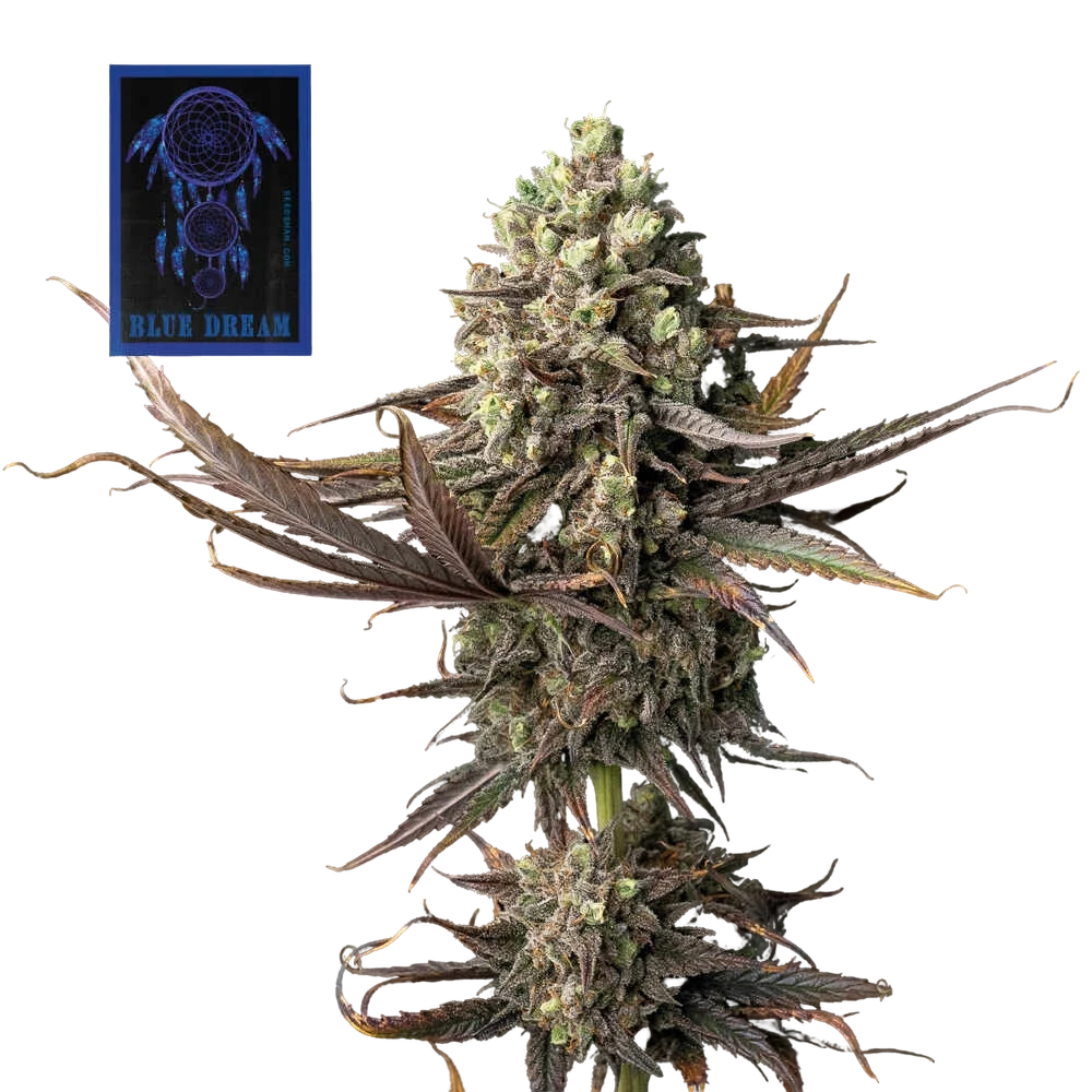 Blue Dream – Produktansicht