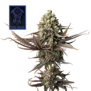 Blue Dream | PHOTOFEM | Seedsman