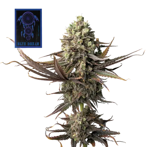 Blue Dream