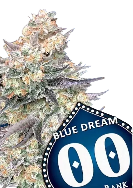 Blue Dream FAST | PHOTOFEM | 00 Seeds