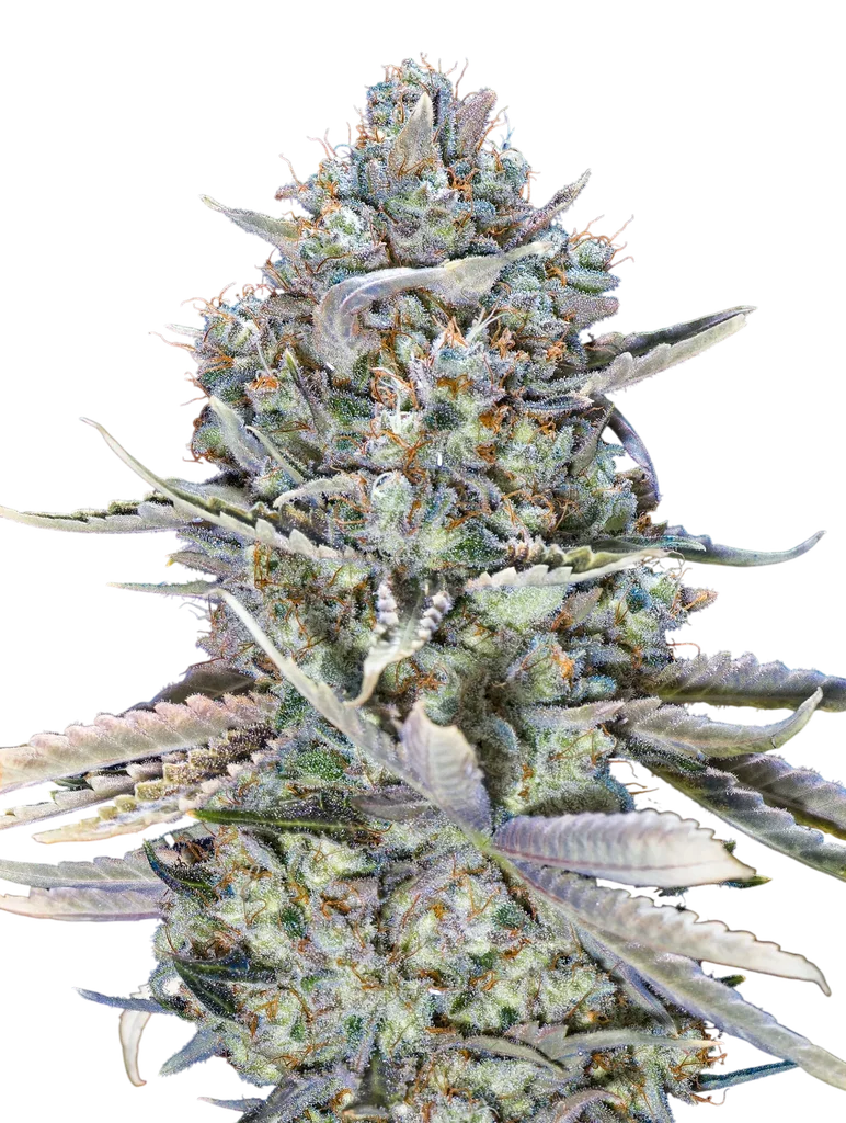 Blue Dream FAST – Produktansicht